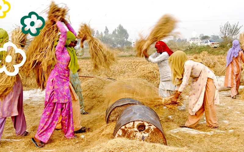 Women thrashing rice