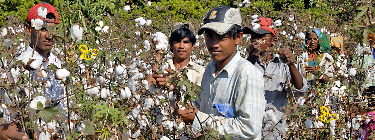 cotton field workers